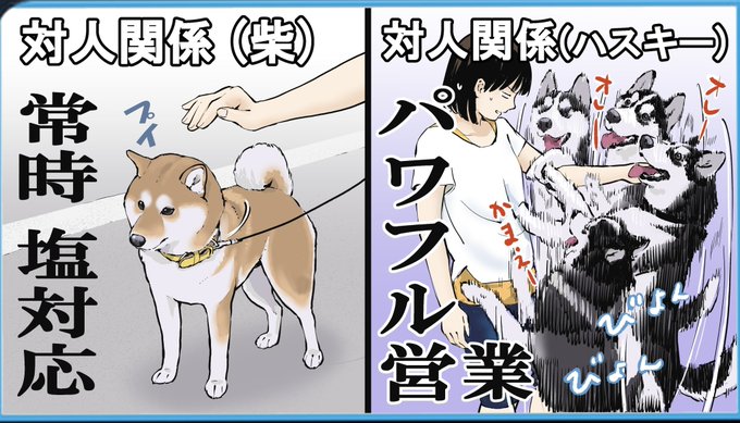 典型的な柴犬とハスキーを飼っているが
タイプが真逆すぎる件 