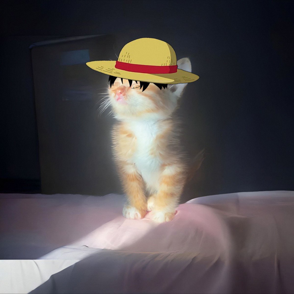 omni cat tweet media