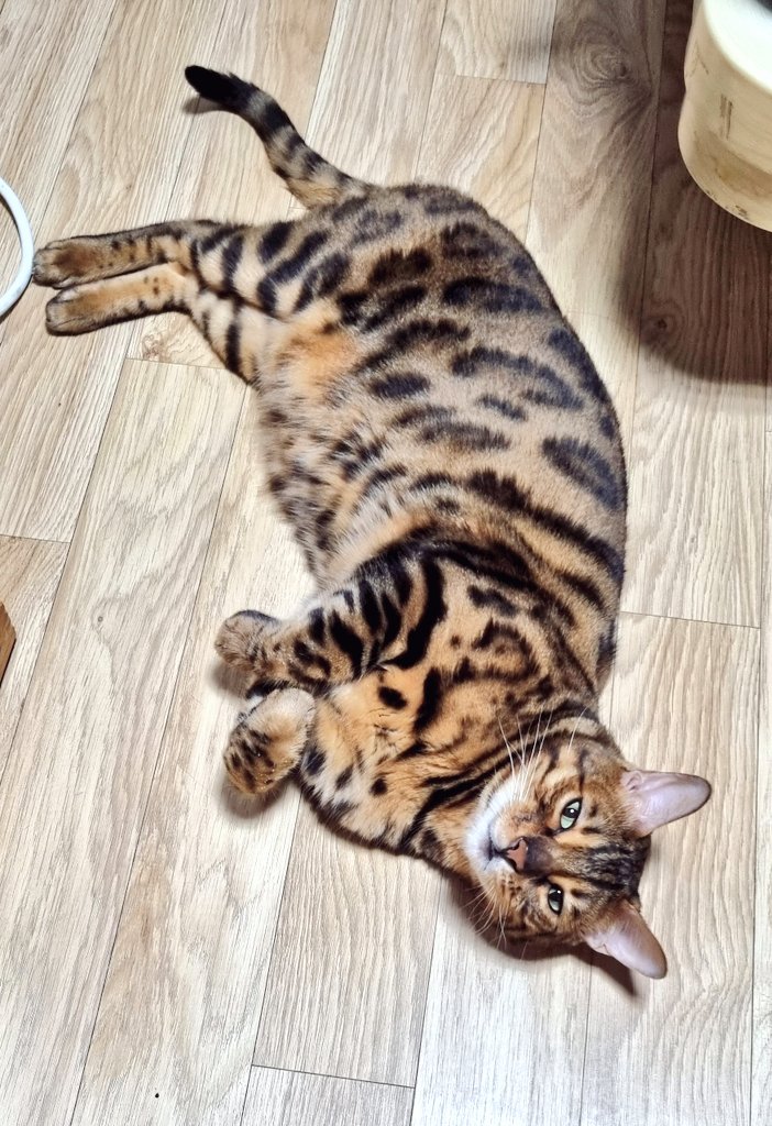 더워서 방바닥에 누워있음