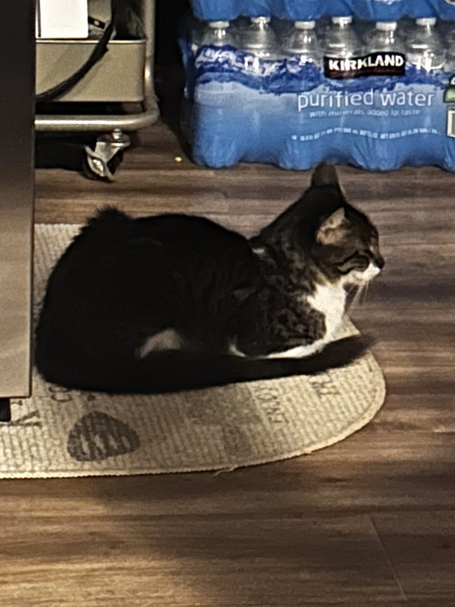 cheese_tf2's tweet photo. My cat https://t.co/cXChLMIOHY