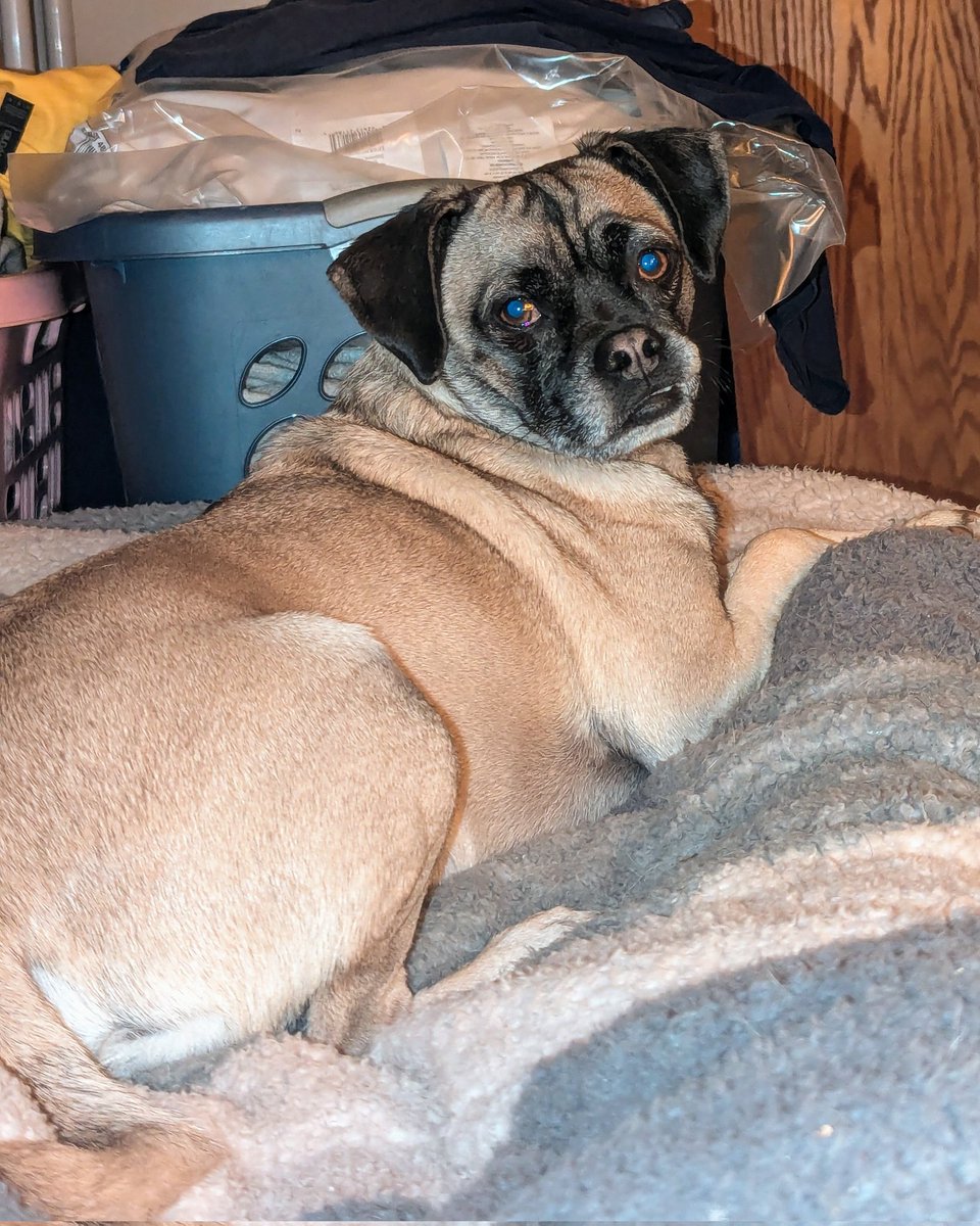 PugnatiousG's tweet photo. "Gratitude is the fairest blossom which springs from the soul"~Henry Ward Beecher
I am so greatful for this wonderful life and for all of you. I love you dear hearts. Goodnight ๐โค๏ธ๐พ
Love Duggie
#TeamTiki
#PrayForNina
#PuggieForever
#DogsOfTwitter https://t.co/XaC2wFTjlO