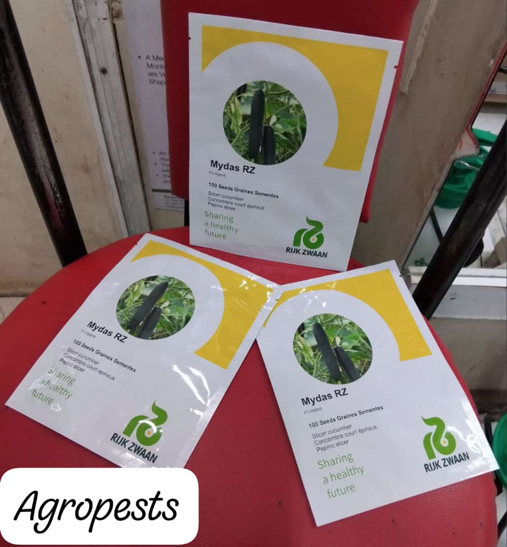 agropests's tweet photo. Mydas RZ now available at @agropests . A great variety of cucumber for both indoor and outdoor farming.

Get in touch with us on 0728400331 or purchase using the link below 👇 

https://t.co/VsHPkukGJZ https://t.co/kWt3wGwomA