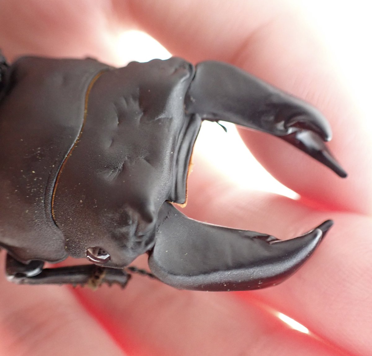 ホプイYX
顎左7.5mm
翅はシワグチュ通り越していて長くはなさそう…