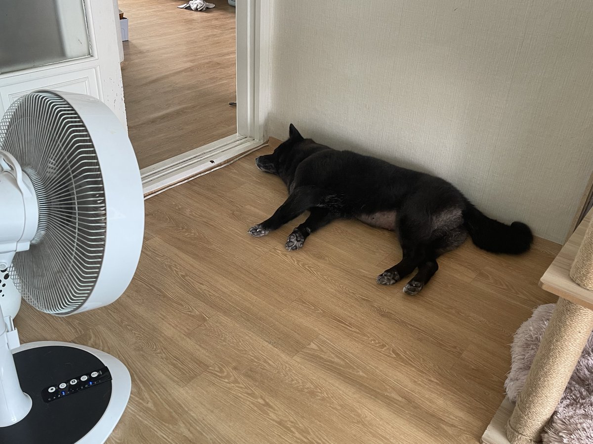 doremi_dog's tweet photo. 잘잔다 우리 아가 https://t.co/Txlsv0UHST