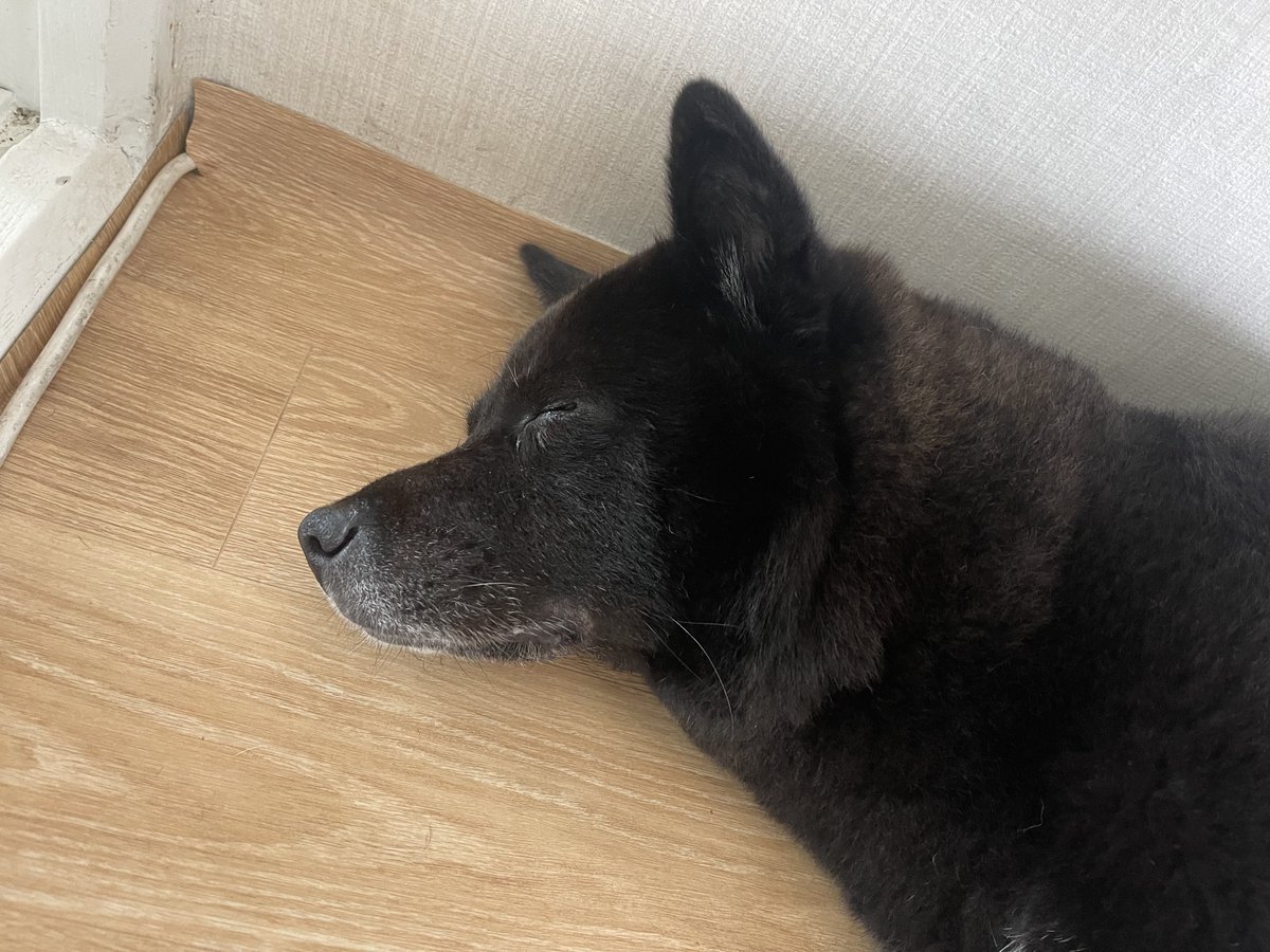 doremi_dog's tweet photo. 잘잔다 우리 아가 https://t.co/Txlsv0UHST