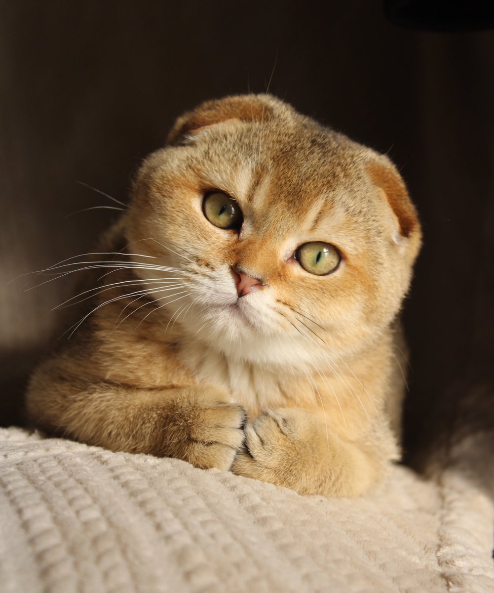 "The eyes of a cat have the ability to see not only in the dark, but also into our souls." – William Shakespeare