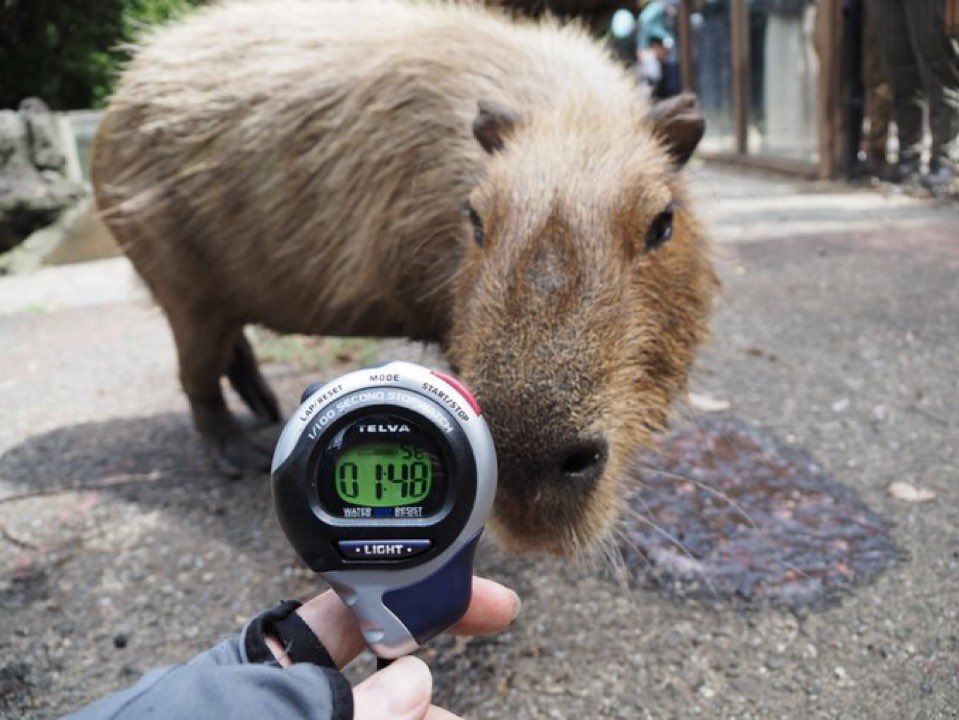 2024年7月27日（土）開催の「カピリンピック☆第9回カピバラのスイカ早