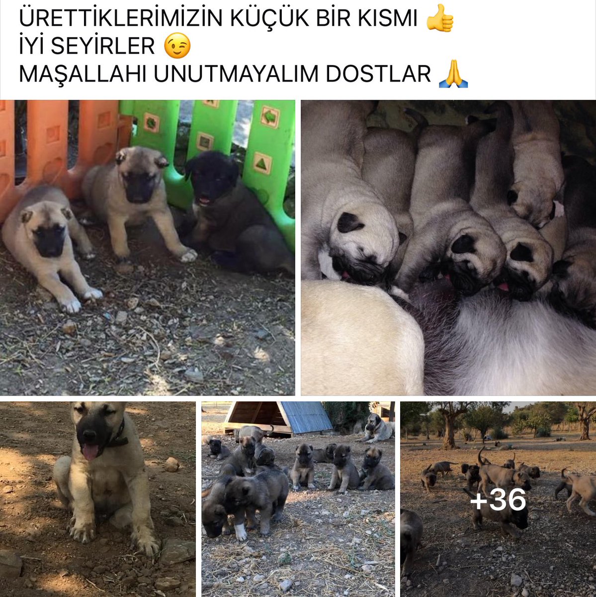 DokuzOlmaz's tweet photo. ÜRETİM ÜRETİM ÜRETİM 

Bir üreticinin sayfasından. Maşallah.

Size kötü bir haberim var; öldürerek bitiremezsiniz. https://t.co/HYu91232E8