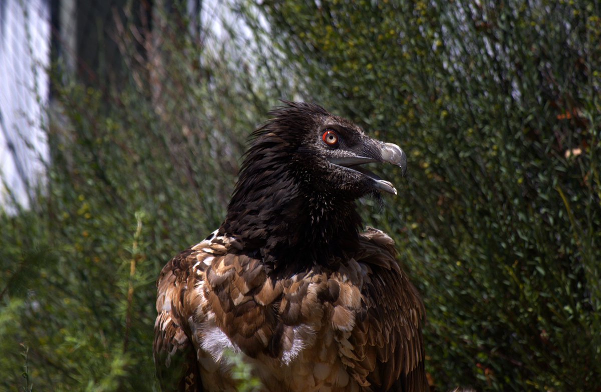 Orłosęp brodaty Rei del Causse wrócił do południowej Francji. Przypominamy, że trafił do Nowego ZOO w Poznaniu po odłowieniu przez Komitet Ochrony Orłów, kiedy, mocno wyczerpany, zabłąkał się do Poznania.
#BeardedVulture #Orłosęp #poznan #NoweZoo