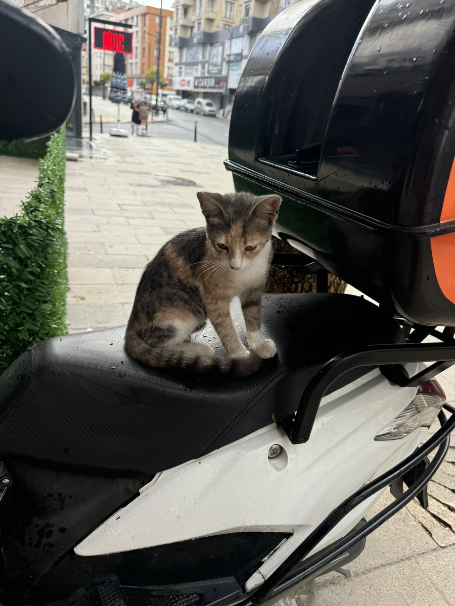 Burda kedi besleyemezsinzi diye şikayet edildiğinizde gösterebileceğiniz bir kanun olmayacak artık
Sesinizi çıkarın bu yasayı istemiyoruz
#TamKadroMeclisdeHayırDe