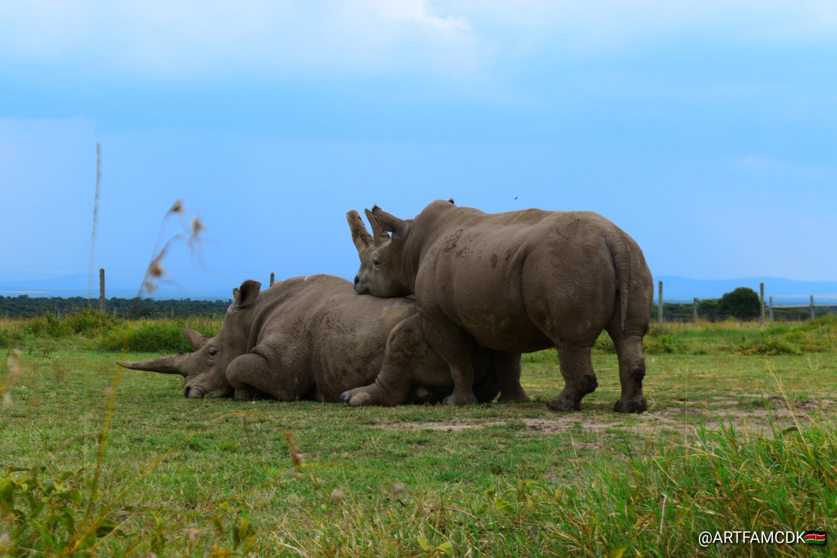 Artfamcdk's tweet image. Together, we have demonstrated that collective action and love for wildlife can drive meaningful change.With heartfelt appreciation and lots of rhino love🌱🦏🚴🏿🦏💚
#thankyouforsupporting #northernwhiterhinos #fatuandnajin