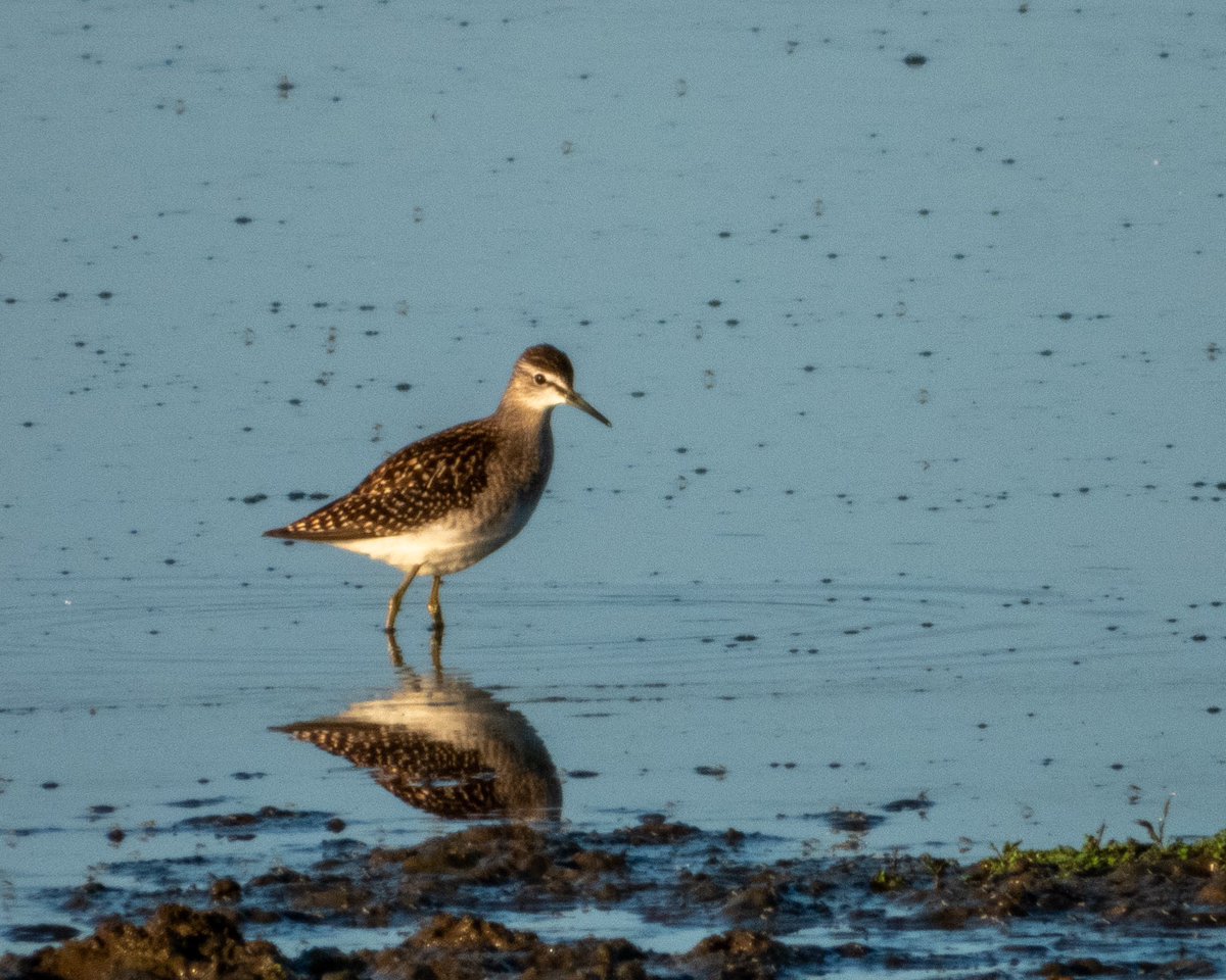 Wood Sandpiper still present at Clifton Pits. @WorcsBirding #Worcsbirds