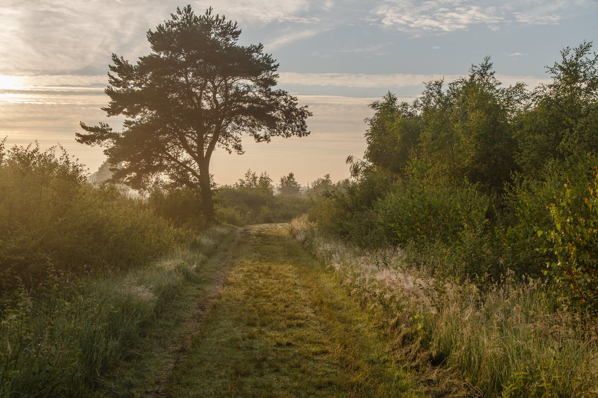 Wandelen door de mooie Peel, 'while talking English', zondag 28 juli kun je mee met de maandwandeling <a href="/walk_english/">Walk English</a> Tevoren aanmelden, vertrek vanaf Hoeve Willem III Helenaveen. Join in! landvandepeel.nl/nl/de-regio/de…