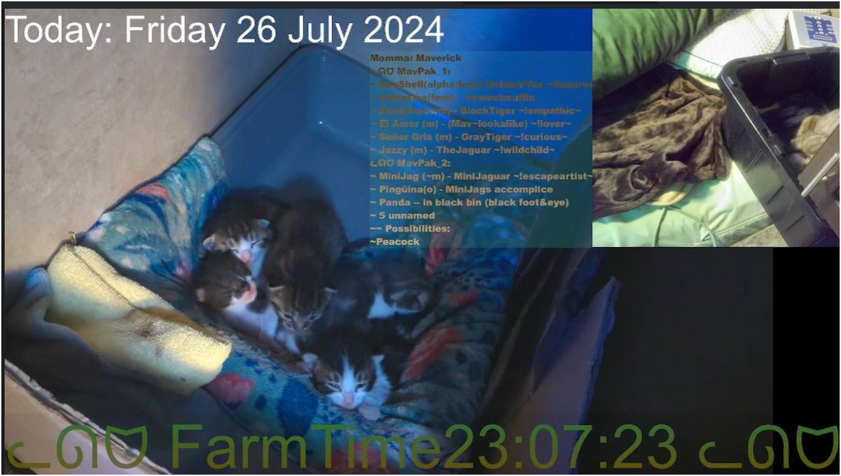 EtherzMavPak's tweet photo. Maverick has switched to Bin #2 for #kitten nursing rounds after enjoying some canned Salmon. Tonight will be the first night she has kittens in 2 separate bins.
Join us for 24/7 Kitten Cams and FarmLife
https://t.co/g2ITWqQN1D
#webcam #LIVECAME #LiveCamera #LiveStream #kittens https://t.co/tkKEcx5V9x