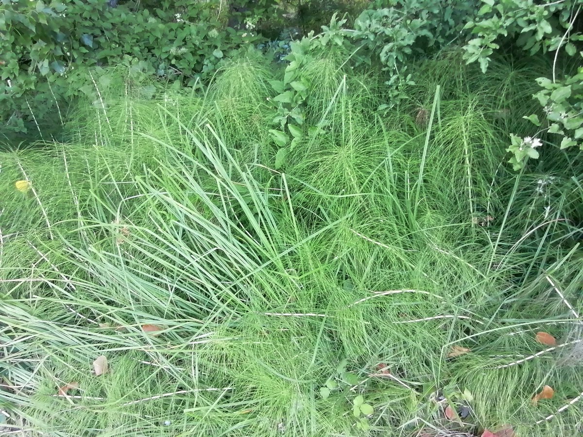 VeraPavlovna8's tweet photo. Le genti sono strane: hanno di tutto in giardino e invece "sbarba tutto!"
Ci vogliono solo il decorosissimo pratino, al massimo una margherita qua e là
#equiseto https://t.co/DglIe3H8Jn