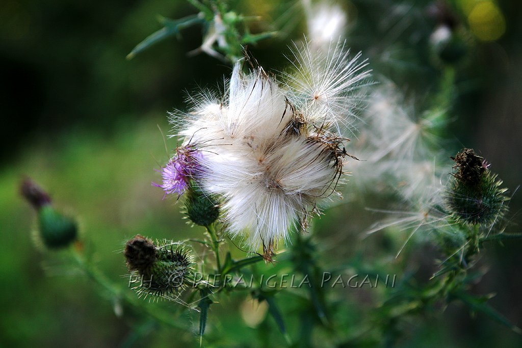 @ferrarisergio4 tweet media