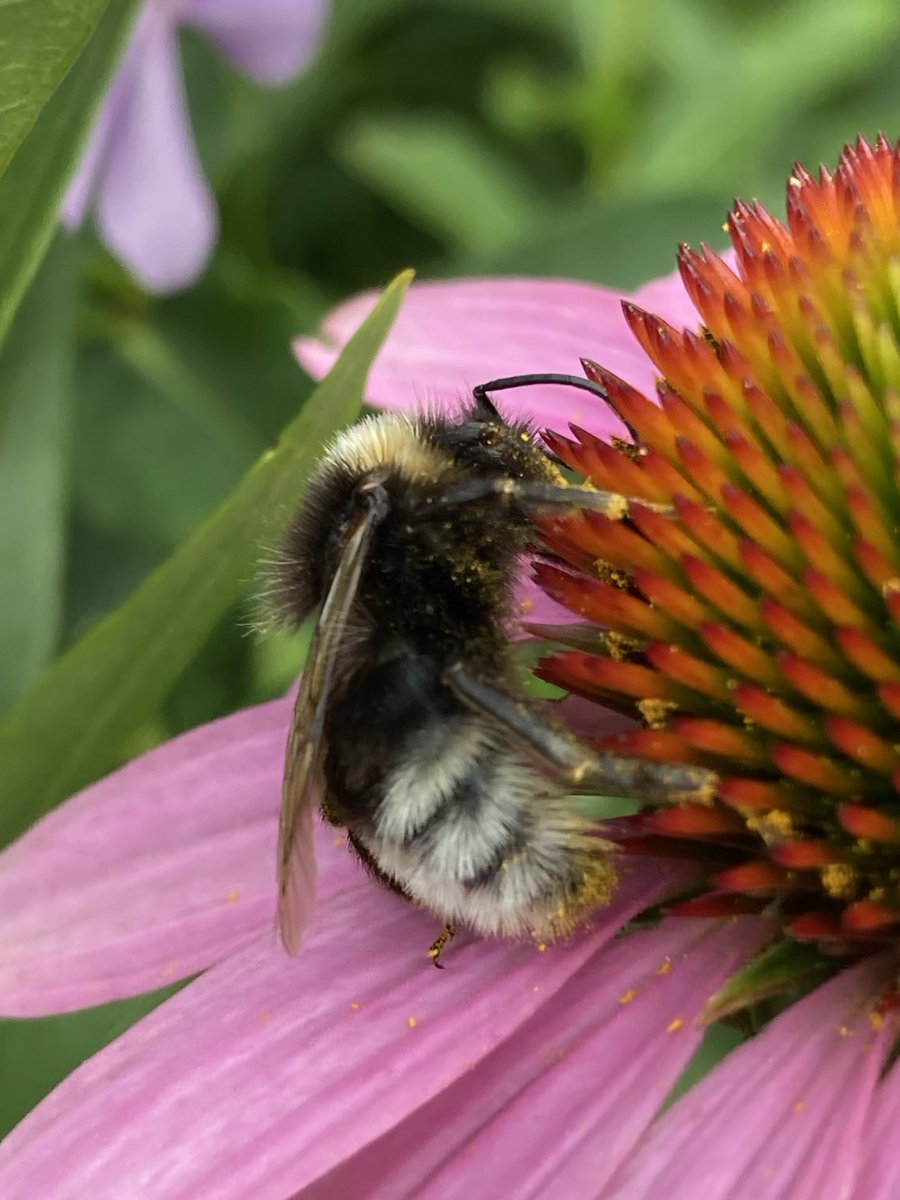 #natuurfoto “ de luie tuin” Ruinen.  Echt een aanrader