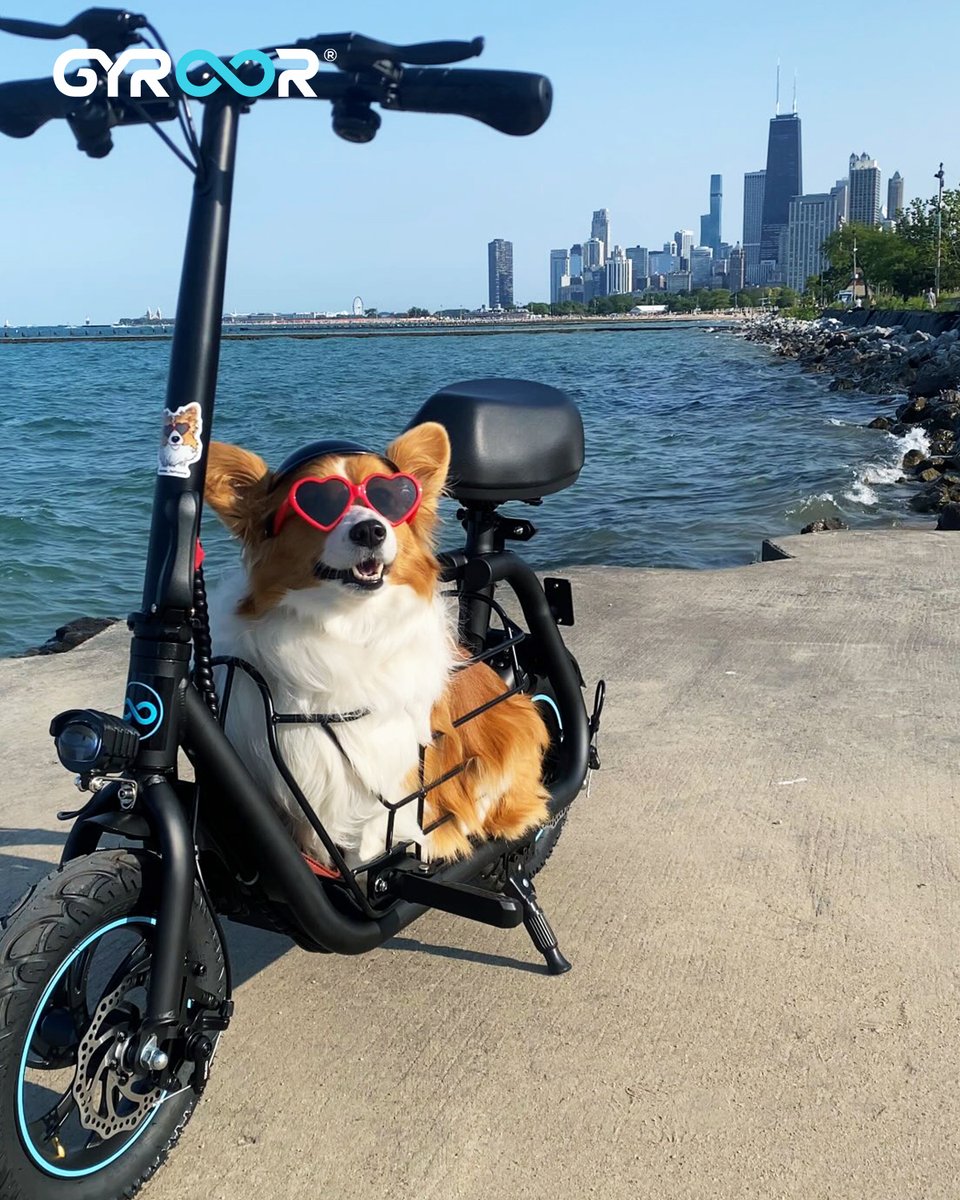 GyroorOfficial's tweet photo. 🐶: "Ride the scooter and walk alongside the seaside 🛴🐾 Enjoy my out day! "#ScooterLife #DogAdventures #HappyDays #Gyroor
.
Photo by @london_fluffycorgi
.
🛒Learn more>>https://t.co/YBb3g74xLo
.
.
.
#GyroorC1S #PetFriendlyScooter #DogLovers #PetTravel #ElectricScooter https://t.co/eHrscErnNS