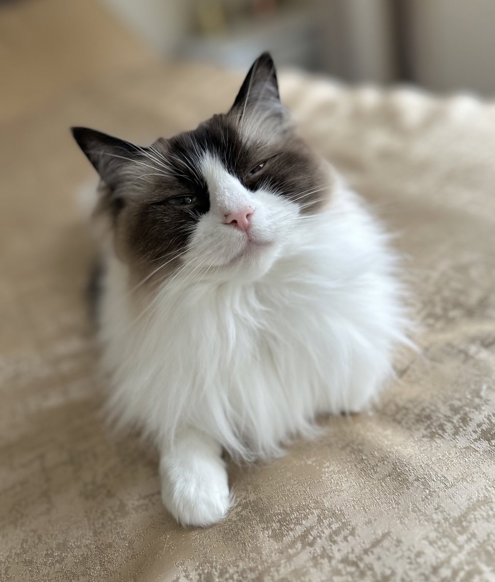 Women and cats will do as they please, and men and dogs should relax and get used to the idea. #Caturday