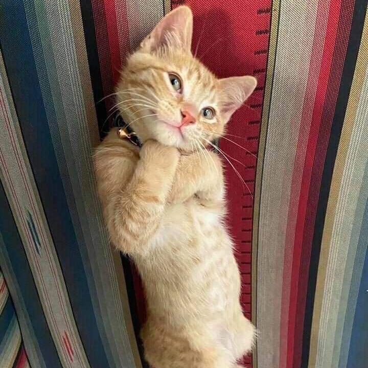 𝘀𝗮𝗹𝗮𝗱 (@biwkeen) on Twitter photo 