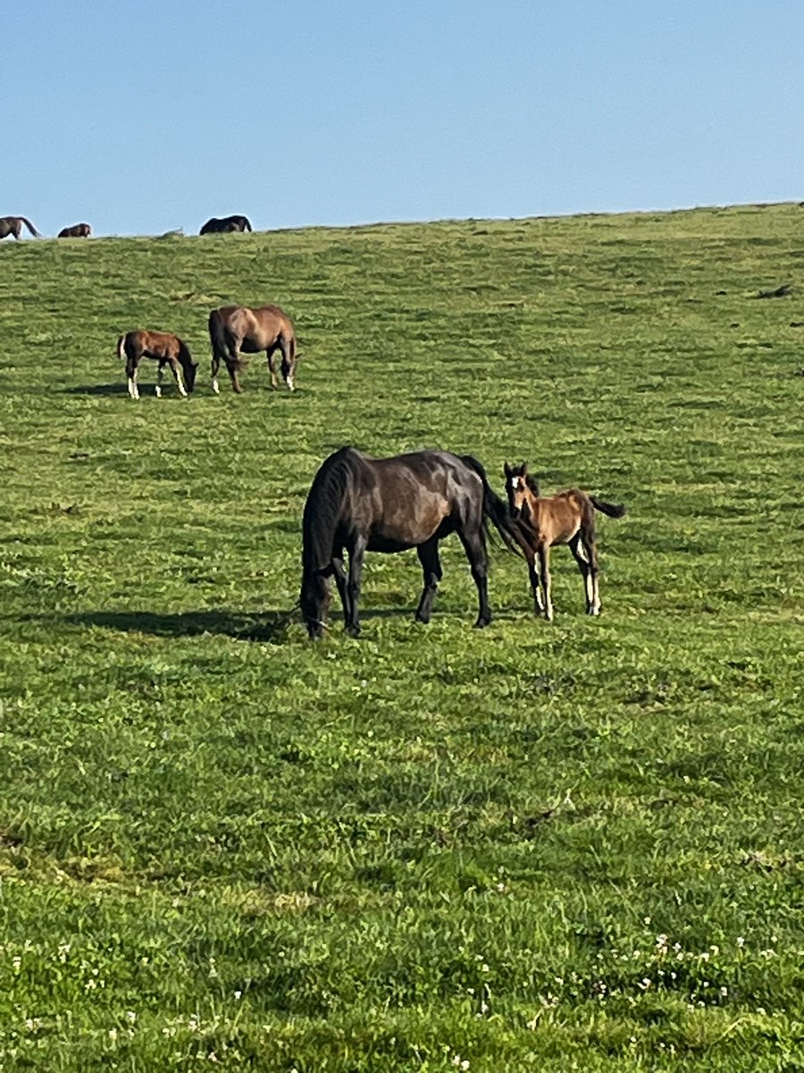 pyecombetherapy's tweet image. Morning all !
I’m indoors training online today so my self-care this morning has been out in nature for a walk and getting some sun ☀️ with my 3 dogs. Lucky to have lots of mares with their foals out on the hills at the farm here at home. Make me smile every time I see them ❤️