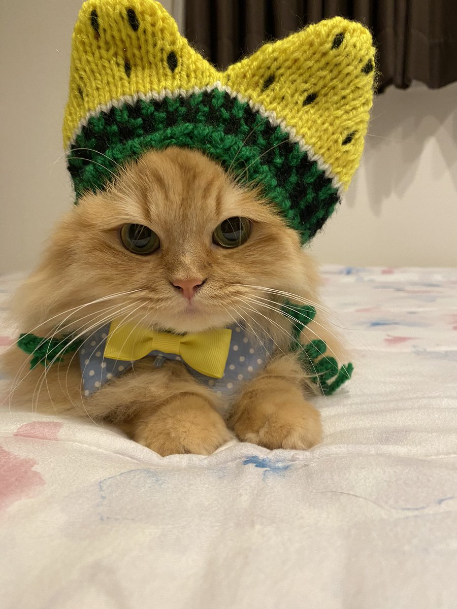 ナナブルーママ (@love_bule_7) / Posts / X