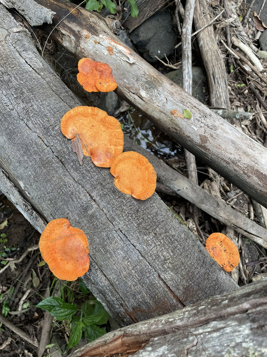 Nice group of Pycnoporus fruiting bodies at Redwood Park this afternoon.