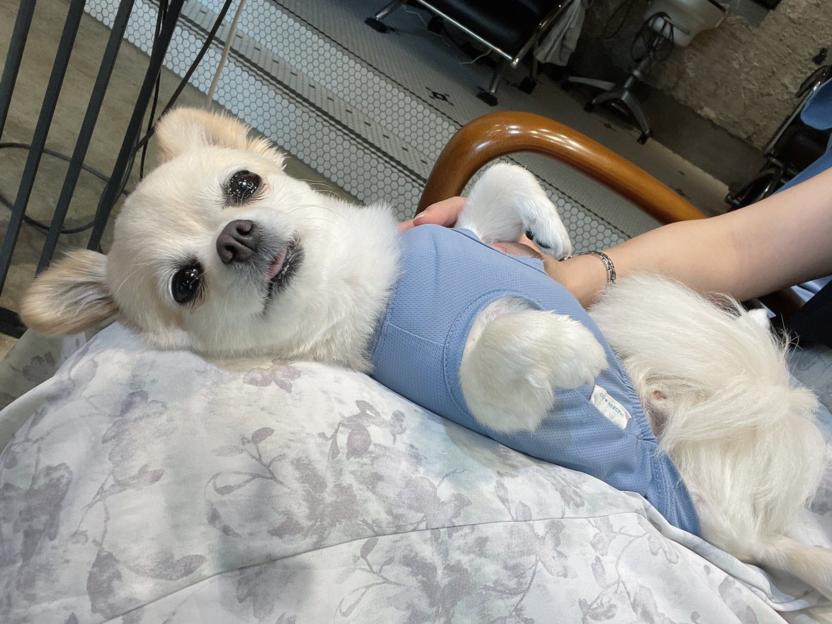 sykaaa0808's tweet photo. #ヘアサロン  
 #loave さんに行ってきました🙌

看板犬のまるくんがお出迎えしてくれて……♡♡♡

やられましたわ(可愛さに🫠)

すっごく人懐っこくて、施術中もずっと膝の上にいてくれて、最高のサービスでした🐾︎💕︎

癒されました(* ´  ` *)ᐝ

 #チワワ #看板犬  #愛媛 #松山 https://t.co/KiIOuLCs8D