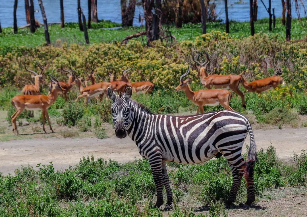 Exploring the hidden gem of a little piece of paradise on earth that is at Lake Naivasha Crescent Island Game Sanctuary.
Opportunity to get up close and personal with giraffes, and other wildlife in their natural habitat.

 +254 0100 512936