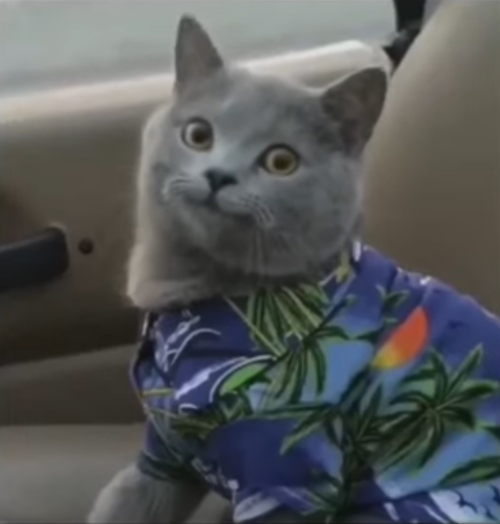 とある猫ミーム動画に出てくるこのドヤ顔猫が好き