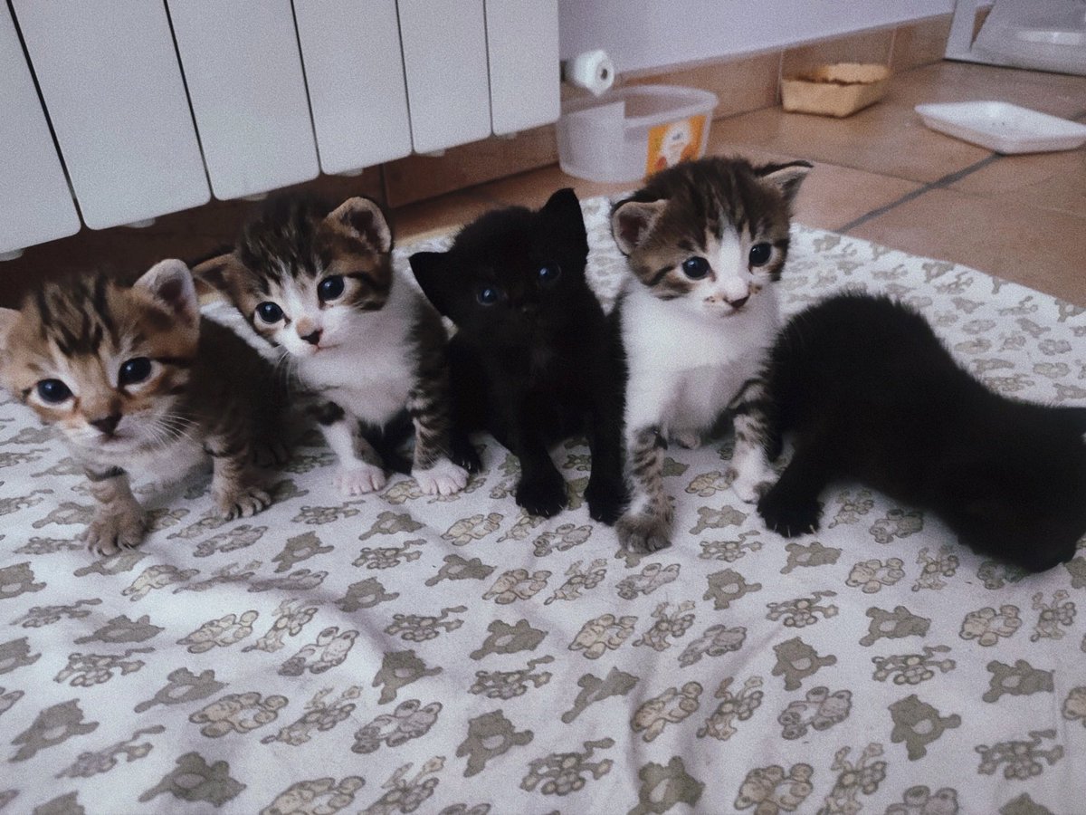 Grace Lisbôa tweet media