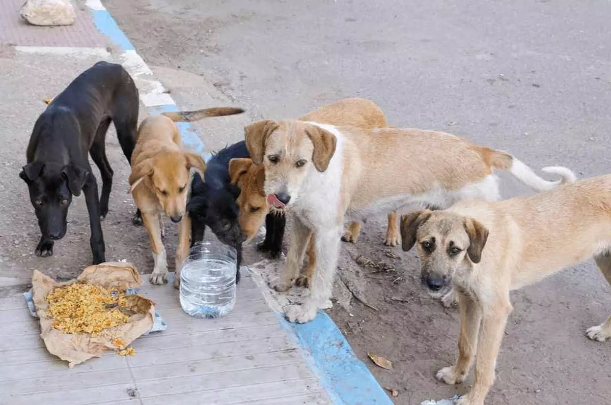 Efe_CumhurFatma's tweet photo. Herkes sussun,Matematik konuşsun!!

1-Bir yılda 1393 belediyede,264 iş gününde,
Her gün 11 köpek kısırlaştırılsa bu 4 milyon kısırlaştırma demektir!!

2-Üretimi durdurun,canlı hayvan satışını yasaklayın!!

3-Aşılayın,yerine bırakın!!

4 yılda sokaklarda bir tek köpek kalmaz!! https://t.co/tLh1CxPUKa