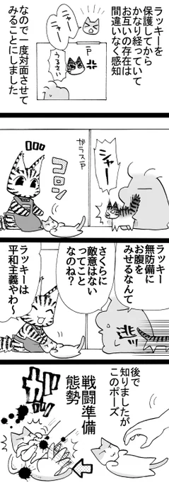 四コマ「さくらとラッキー5」

腹を見せたら服従、ってのは犬の話だそうです。

#猫 #四コマ漫画 #御かぞくさま御いっこう 