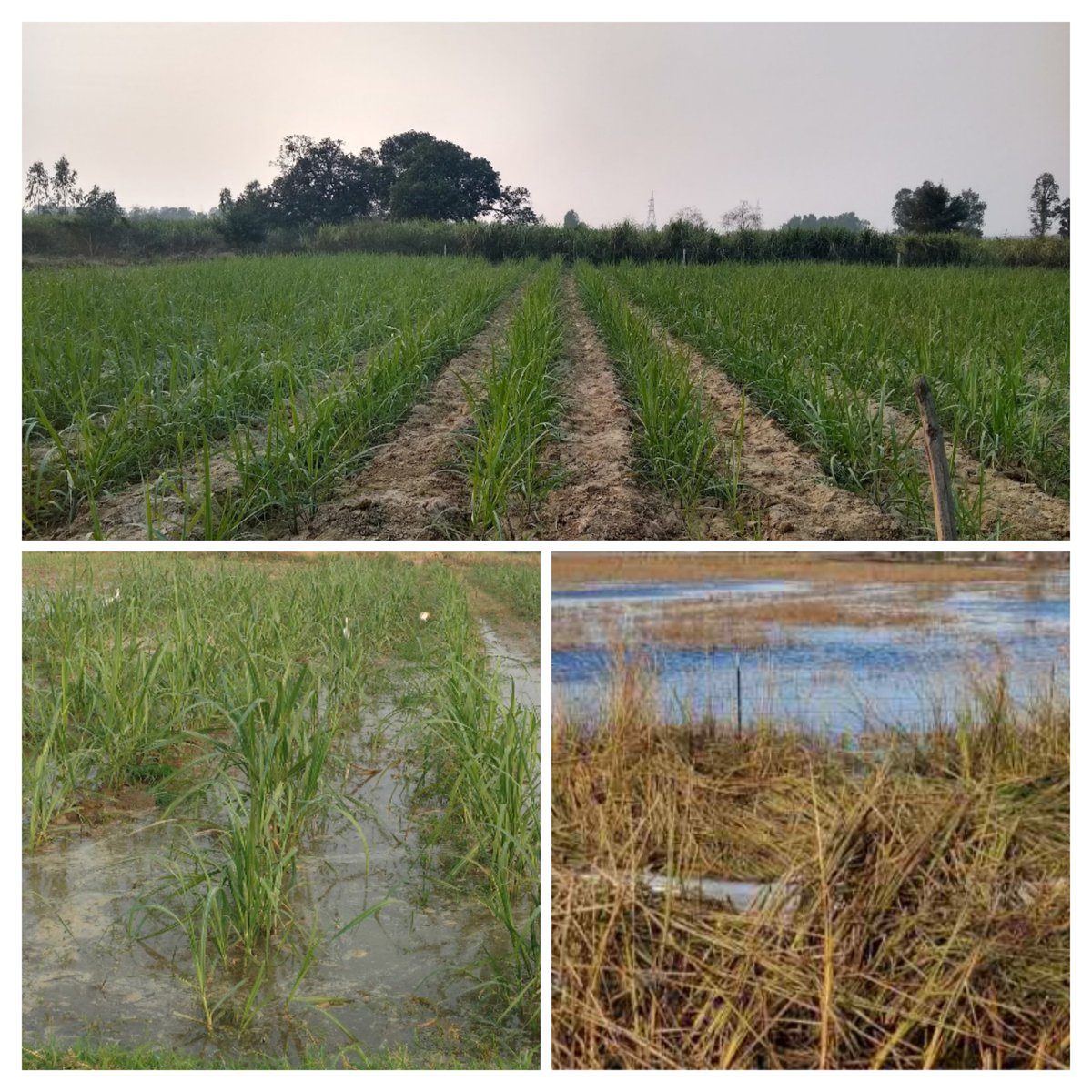 *उत्तर प्रदेश में 90 प्रतिशत से अधिक किसान फसल बीमा से दूर*
उत्तर प्रदेश में किसानों की संख्या लगभग 2.60 करोड़ है लेकिन फसल बीमा महज 22-25 लाख कृषक ही करा रहे हैं।
 फसल बीमा की अंतिम तिथि 31 जुलाई, है।  
सस्ते कर्ज के लिए केसीसी बनवाएं।