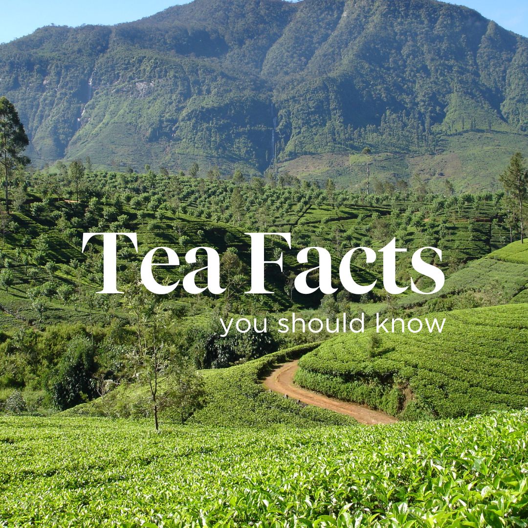 Ringtons's tweet image. Do you know these 7 tea facts?

ow.ly/5HfB50SFkof

#teafacts #teamyths #ringonstea