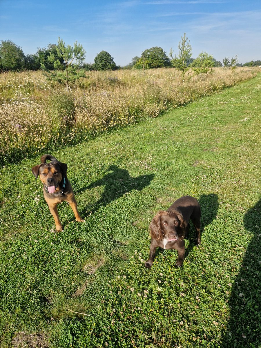 Independent Advocacy, Egg lady &General Mad woman. tweet media