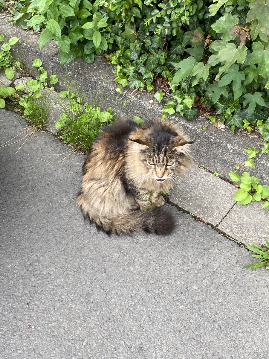 дивіться яка зла киця