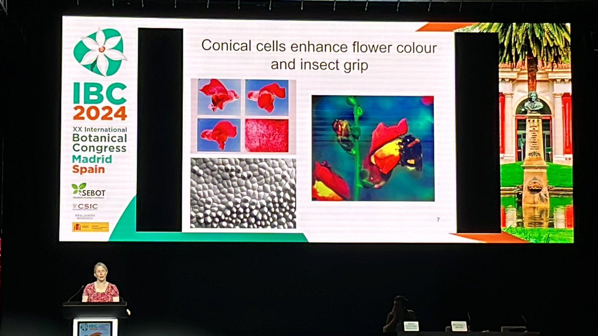 Last day plenary at #IBC2024 is by Beverley J. Glover (<a href="/Beverley_CUBG/">Beverley Glover</a>) who will bring us the wonders of the evolution of petals iridescence. She begin with a study in Antirrhinum where it was shown that conical cells enhance flower color and insect grip. (1/6)