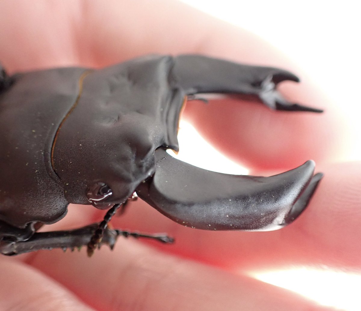 初の7.5upを完品羽化させられなかった悔しさは大きい😰
横から見た時の顎の異形感がすごい