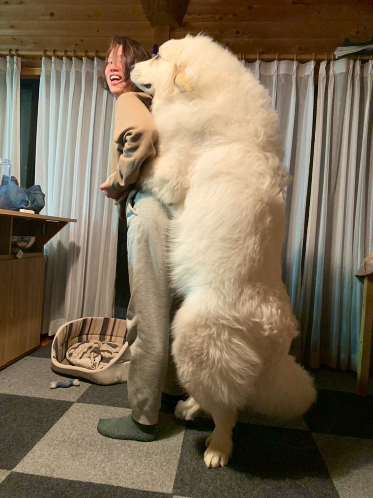 誰も信じてくれないんですが これで生後9ヶ月の子犬です🐶