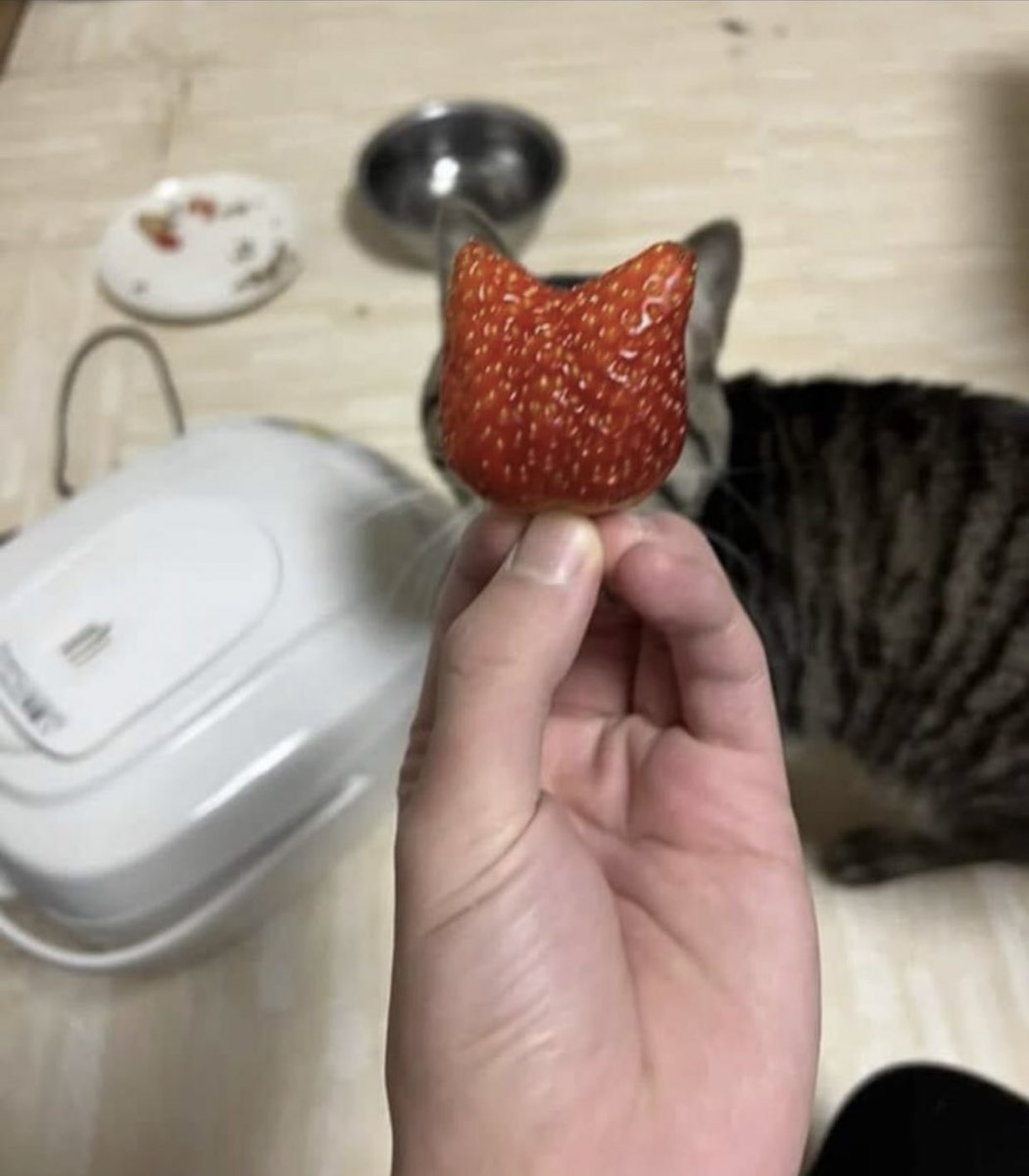 DontShowYourCat's tweet image. strawpurry