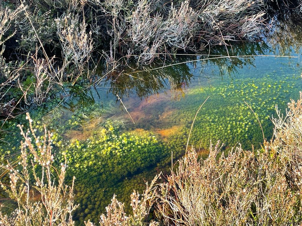 TransitionTog's tweet photo. Almost International #BogDay, a special one for @LindowMoss, 40 years ago after well-preserved Iron Age body was found. Read how @TransitionWilms has championed this unique peat landscape, unlocking support &amp; funding for its recovery:  https://t.co/uVyVAQK5DE #ThisisTransition https://t.co/ogYfKvmK1u
