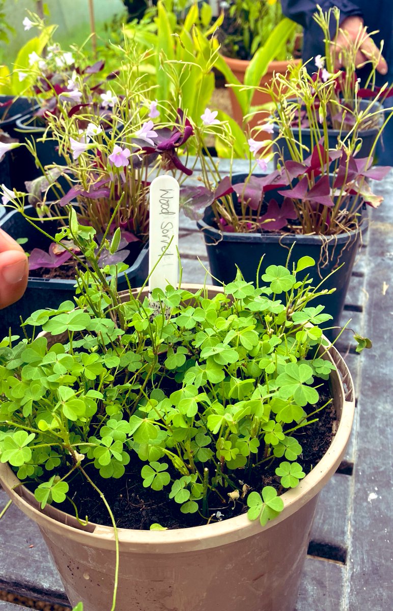 Frankie tweet media