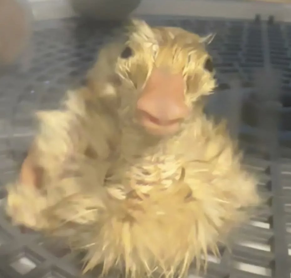 gotymonkey tweet media