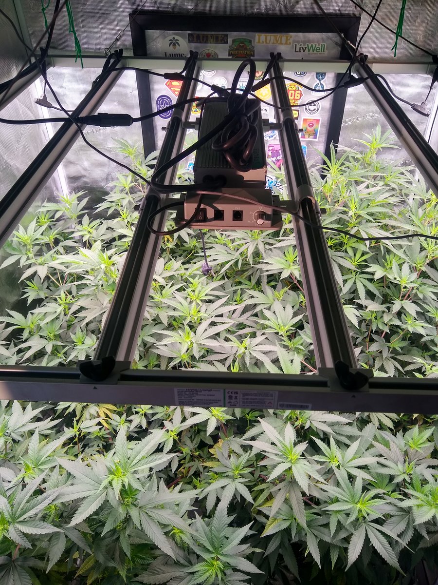 TheGoatGrows's tweet photo. The tent is filling out and soon to be full of buds. Pineapple Express and Ice Cream Cake by Barney's Farm. https://t.co/2fnjLUf2kh