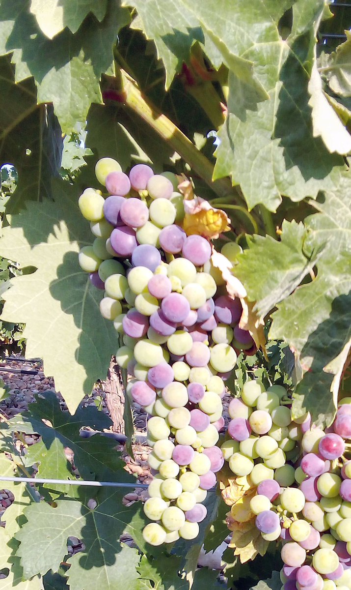 Francisco Javier Maestro tweet media