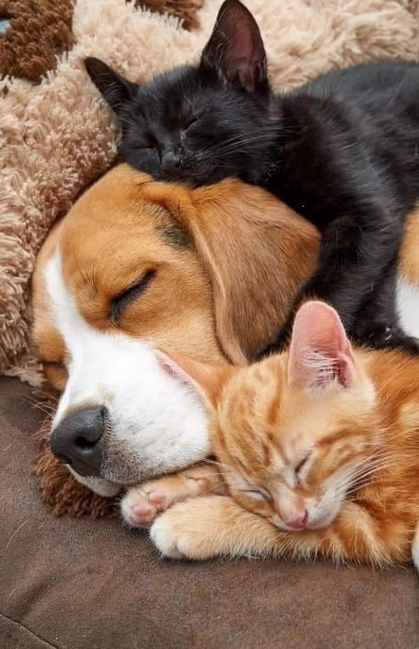 "Until one has loved an animal, a part of one's soul remains unawakened."

“İnsan ruhunun bir parçası hayvan sevgisini tadana kadar uyanmaz”

- Anatole France

#YasayiGeriÇek