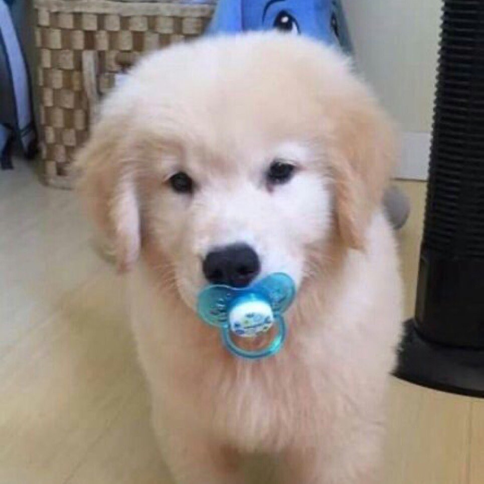 takemybear 🐶 tweet media