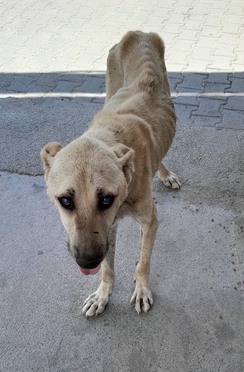 𝙏𝘼𝙍𝙊 𝙂𝙚𝙧𝙢𝙖𝙣𝙮 𝙚.𝙑. tweet media