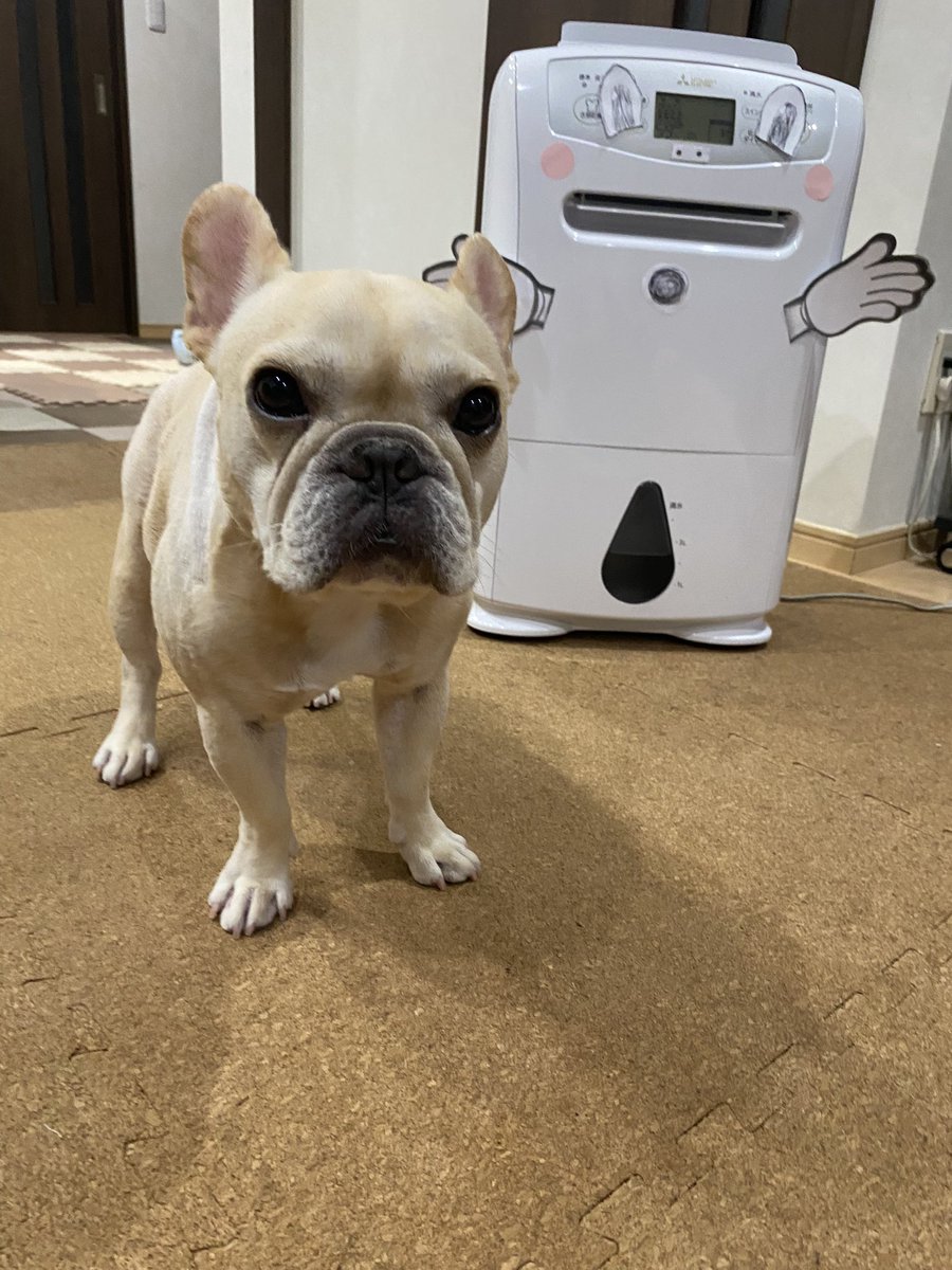 呼び込み君 23年11月製 Amazon.co.jp: 呼び込み君 呼び込みくん よびこみくん 初代 DX